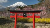 今が見ごろの桜 忍野のテーマパークでシダレザクラやフジザクラが満開に 山梨・忍野村 | 山梨のニュース | UTYテレビ山梨