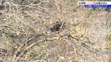 「柿の木の上に登ったままクマが下りてこない」岩手県岩泉町でクマ2頭がとどまる　盛岡市では県営運動公園でクマ2頭が目撃されたことから敷地内への立ち入りが終日規制|TBS NEWS DIG