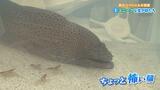 体重20キロ超えのウツボ、貝をパンチで割るシャコ…!!「夏のスペシャル水族館」のユニークな生き物たちって? | 愛媛のニュース - Nスタえひめ|あいテレビは6チャンネル