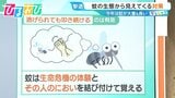 「蚊」は叩いた人のニオイを24時間記憶！？蚊が入りにくい“窓の開け方”は？今年は“当たり年” 多い＆しつこい蚊の対策を研究者に聞く【ひるおび】|TBS NEWS DIG