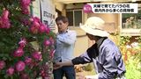 美郷町の夫婦が育てた庭のバラ 美しさに宮崎県内外から多くの人が見学に | MRTニュース | MRT宮崎放送
