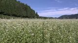秋の訪れ告げる「ソバの花のじゅうたん」白山麓で見ごろ 石川県内は20日も残暑厳しく　|　石川県のニュース｜MRO北陸放送