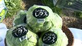 「美味しく食べてもらえたら」さぬき讃ベジタブルに認定「レタス」の収獲が最盛期を迎える【香川・観音寺市】　|　岡山・香川のニュース | 天気 | RSK山陽放送