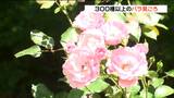 遅咲きも開花“バラの楽園”へ 色鮮やか5000株咲き誇る 宮城・加美町 | 宮城のニュース│tbc NEWS│tbc東北放送