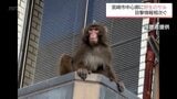 宮崎市中心部に野生のサルが出現　見かけてもむやみに近づかないよう注意を　|　MRTニュース ｜ ＭＲＴ宮崎放送