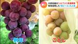 暑さで秋の味覚に異変 「高温障害」でぶどうがタイヘンなことに… | 名古屋・愛知・岐阜・三重のニュース【CBC news】 | CBC web