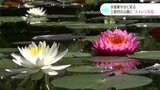 水面華やかに彩る 星ヶ丘公園に色とりどりの“スイレンの花”(高知・三原村) | 高知のニュース・天気|KUTV NEWS | KUTVテレビ高知