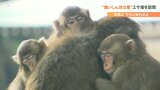 高崎山自然動物園に”食いしん坊な客” 10年ぶりに姿を見せたその正体は… 大分 | 大分のニュース|OBS NEWS|大分放送