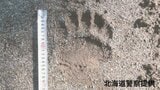 中学校のグラウンドを通過するようなクマの足跡…幅は約15センチ 3日まで体育の授業などグラウンド使った活動を取り止めへ 北海道芽室町 | 北海道のニュース|HBC北海道放送