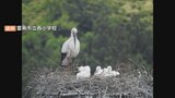 コウノトリの子育てを児童が撮影 小学校に巣作り…ひな4羽の誕生を確認|TBS NEWS DIG
