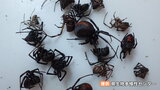 「素手で触らないで」有毒の特定外来生物セアカゴケグモ 愛媛・砥部町で初確認 | 愛媛のニュース - Nスタえひめ|あいテレビは6チャンネル