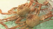 富山湾の海鮮と日本酒を満喫！今年スタートの「新湊きっときと祭」とれたて紅ズワイガニの即売・実食ブースが人気　富山・射水市　|　富山のニュース｜天気・防災｜チューリップテレビ
