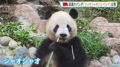 東京の上野動物園から返還の双子パンダ「シャオシャオ」「レイレイ」中国・四川省で公開 朝から多くの人が駆けつける| TBS CROSS DIG with Bloomberg