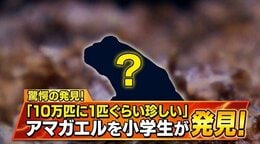 「10万匹に1匹ぐらい珍しい」アマガエルを小学生が発見！カマキリのえさ探しで奇跡の出会い　仙台うみの杜水族館で緊急展示|TBS NEWS DIG