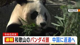 【速報】アドベンチャーワールドのパンダ４頭　６月末ごろに中国に返還へ「結浜」「彩浜」「楓浜」「良浜」|TBS NEWS DIG