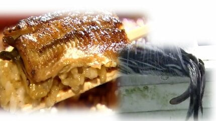 うなぎ“北限の漁場”復活を目指して… 「土用の丑の日」だからこそ食べ