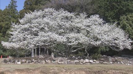 樹齢400年の“大島桜”が満開に 害虫や病気に弱い一本桜が地元住民に大切 樹齢400年の“大島桜”が満開に 害虫や病気に弱い一本桜が地元住民に大切