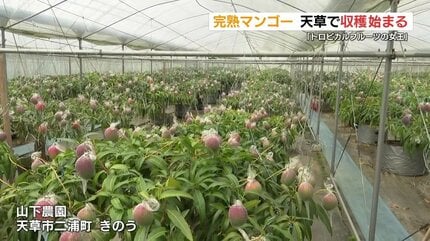 真っ赤であま～い「トロピカルフルーツの女王」“完熟マンゴー” 収穫