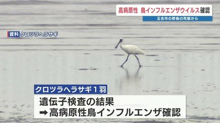 熊本県玉名市 死んだ野鳥・クロツラヘラサギから高病原性鳥