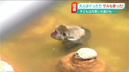 サルに野菜入り氷のプレゼント」最高気温36.0℃ 猛暑日の長岡市 | 新潟