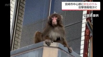 宮崎市中心部に野生のサルが出現 見かけてもむやみに近づかないよう