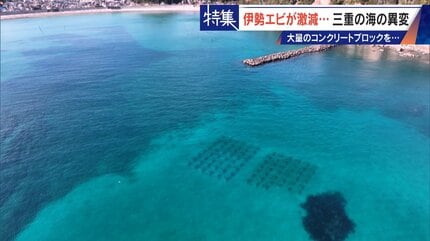 30年コンクリートの塊を沈め続けても止まらない“磯焼け” 三重の海で