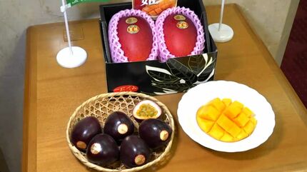 JAそお鹿児島がパッションフルーツとマンゴーを知事に贈呈 | 鹿児島の