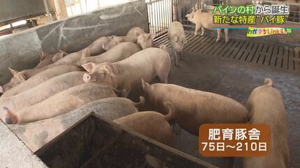 パイナップル×豚=パイ豚⁉ 5つ星ホテルのメイン食材にも採用される沖縄