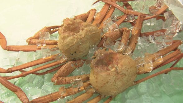 富山湾の海鮮と日本酒を満喫!今年スタートの「新湊きっときと祭」とれたて紅ズワイガニの即売・実食ブースが人気 富山・射水市 | 富山のニュース|天気・防災|チューリップテレビ