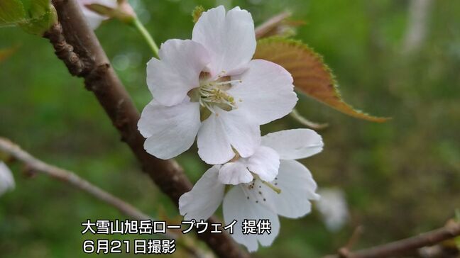北海道の屋根の麓に初夏の便り【大雪山系・旭岳】全国でも有数の遅さ チシマザクラが咲き始める 北海道東川町|TBS NEWS DIG