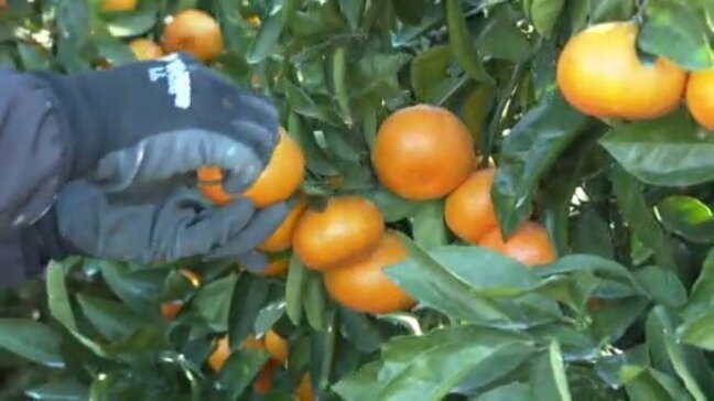 カメムシや猛暑の影響で…温州ミカン収穫量、愛媛は3位に 前年比32%減の7万6100トン 農林水産省|TBS NEWS DIG