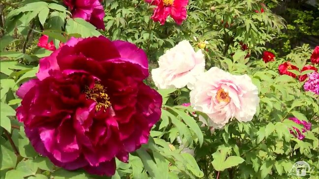 約8000本のボタンが満開で見頃迎える　東北地方有数のボタンの名所「長谷ぼたん園」色とりどりの約130種類　青森県南部町|TBS NEWS DIG