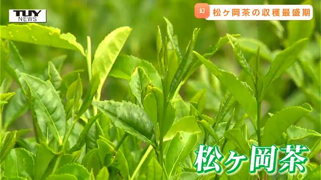150年前の「幻の紅茶」松ヶ岡茶が飲めるのは、松ヶ岡開墾場のカフェのみ！？茶葉の摘み取り最盛期（山形・鶴岡市）|TBS NEWS DIG