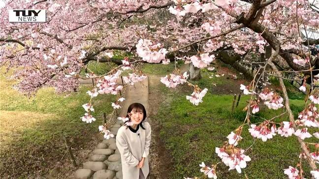 桜開花宣言後初の週末　霞城公園は花見客でにぎわう　「推し活」で桜とキャラクターの写真撮る人たちも|TBS NEWS DIG