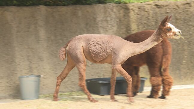 動物園のアルパカ“毛刈りで夏の装いに”ハートマーク模様も 山口・宇部|TBS NEWS DIG