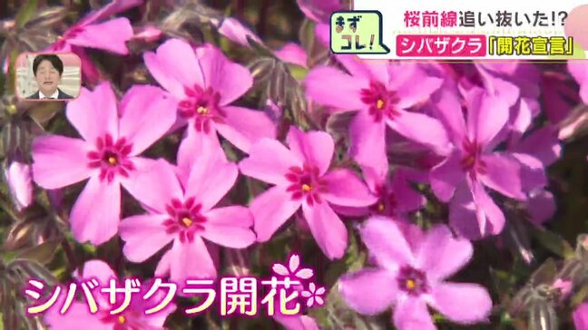 桜前線を追い抜きシバザクラ「開花宣言」北海道滝上町　例年より1週間早く1985年以降で最も早い宣言に|TBS NEWS DIG