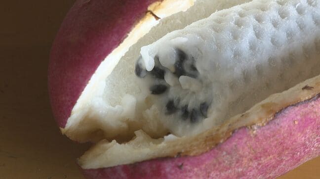 秋を彩る果実～アケビがたわわに！糖度は23度でシャインマスカットより高い！ゼリーのような食感|TBS NEWS DIG