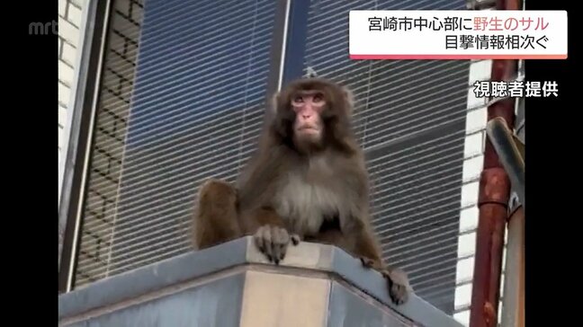 宮崎市中心部に野生のサルが出現　見かけてもむやみに近づかないよう注意を|TBS NEWS DIG