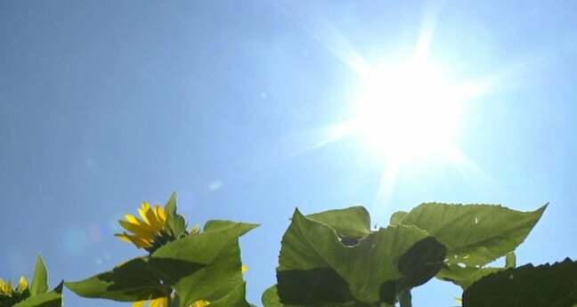 石川県内 25日は全観測地点で真夏日 26日も危険な暑さが続く見込み 河北潟干拓地では「ひまわり村」オープン！|TBS NEWS DIG