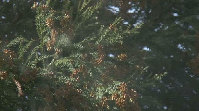 スギ花粉予測「例年よりやや多い見込み」【富山県】1㎠当たり4900個程度 平均値の1.4倍　2026年春の飛散量予測|TBS NEWS DIG