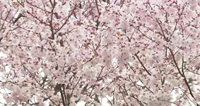 満開が待ち遠しい！兼六園の無料開放スタート 金沢市内のお花見スポットをめぐる　|　石川県のニュース｜MRO北陸放送