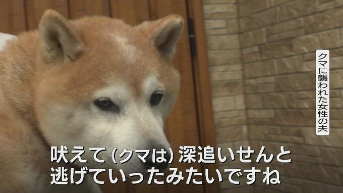 【クマ人身被害】散歩中の愛犬が妻を守ったか…用水路から飛び出してきたクマに「犬が吠えて逃げていった」緊急銃猟で12発の発砲、体長150センチ、体重86キロの成獣を駆除　富山　|　富山のニュース｜天気・防災｜チューリップテレビ