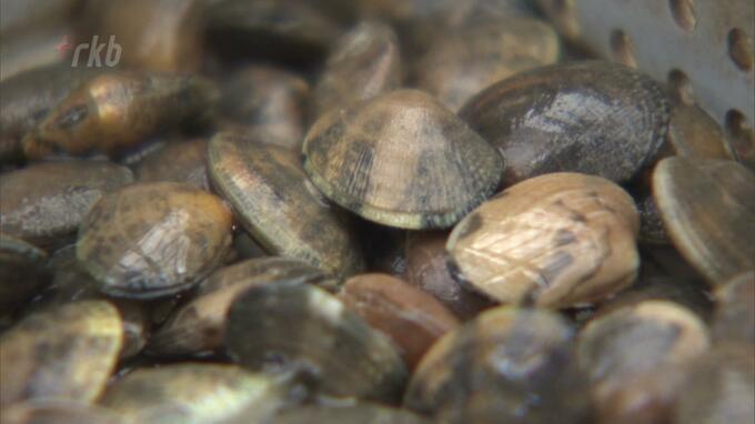 アサリ産地を「熊本県産」と偽装　福岡市が行政指導「ウエスギ」「魚聖」|TBS NEWS DIG