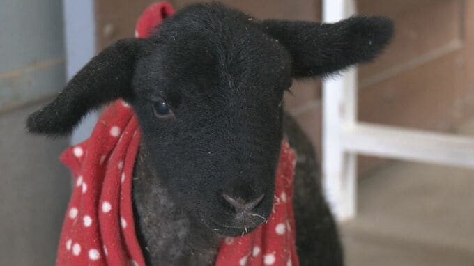 “牧歌の里”で羊のベビーラッシュ お乳を飲んですくすく成長 ｢小さくて可愛いかった｣ 愛らしい仕草や柔らかい感触で訪れた人を魅了 岐阜･郡上市　|　名古屋・愛知・岐阜・三重のニュース【CBC news】 | CBC web