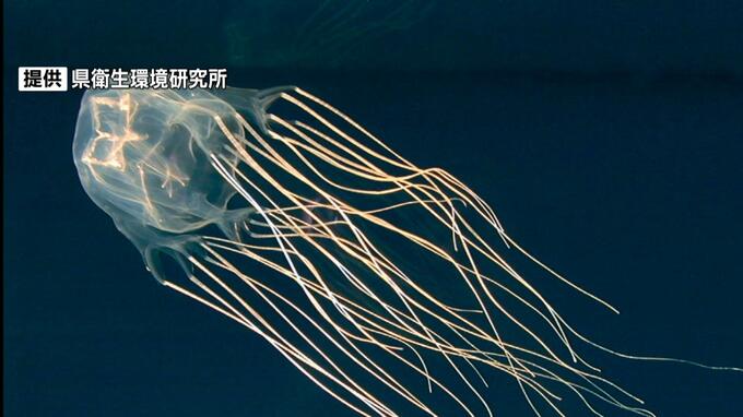 海の危険生物被害「観光シーズン・観光地・観光客」が中心…有毒のハブクラゲとカツオノエボシで異なる対処法【夏休みを安全に】　|　沖縄のニュース｜RBC 琉球放送