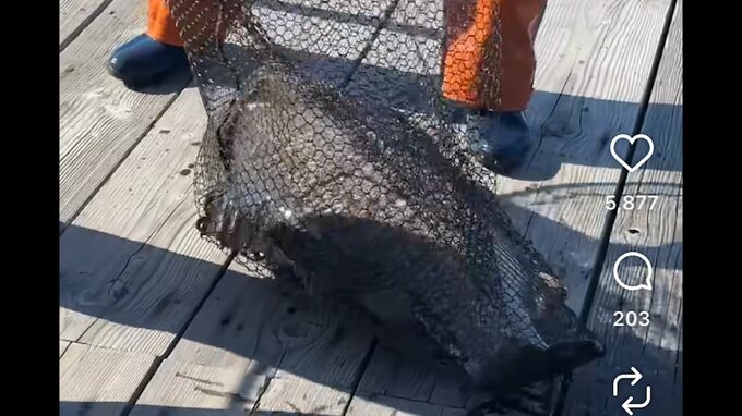 何者かがいけすに大型肉食魚「アカメ」を放流か...海上保安庁が器物損壊など視野に調べ進める　「何を考えているのかわからない」と業者からは困惑の声【高知】|TBS NEWS DIG