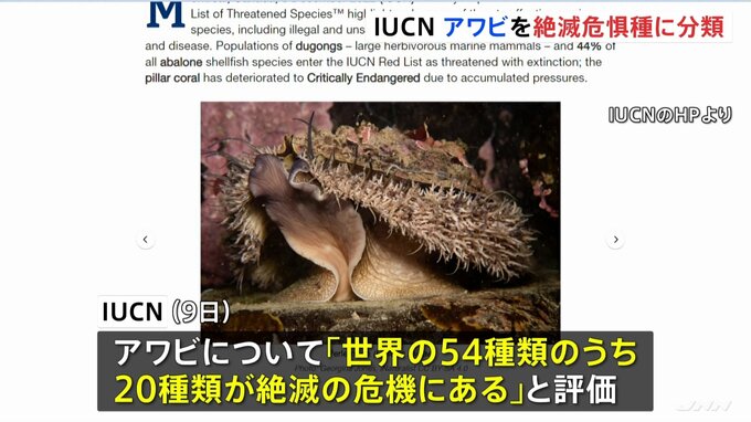 高級食材アワビが絶滅危惧種に 乱獲や気候変動で