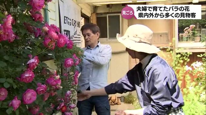 美郷町の夫婦が育てた庭のバラ　美しさに宮崎県内外から多くの人が見学に　|　MRTニュース ｜ ＭＲＴ宮崎放送