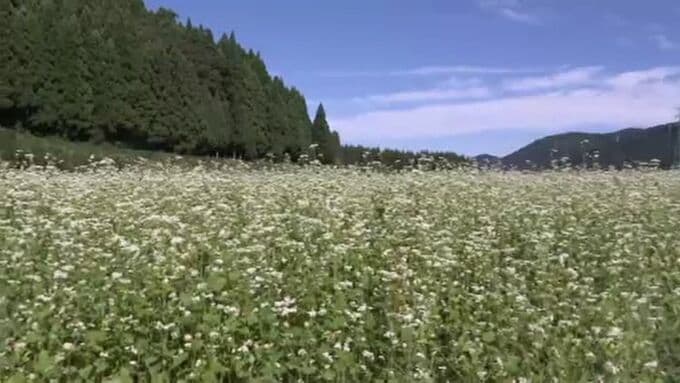 秋の訪れ告げる「ソバの花のじゅうたん」白山麓で見ごろ 石川県内は20日も残暑厳しく　|　石川県のニュース｜MRO北陸放送
