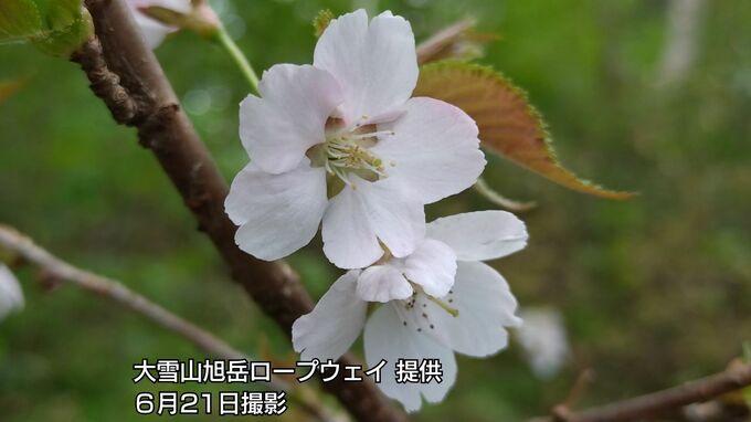 北海道の屋根の麓に初夏の便り【大雪山系・旭岳】全国でも有数の遅さ　チシマザクラが咲き始める　北海道東川町|TBS NEWS DIG